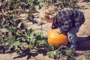 Enfant penché sur une citrouille dans un champ
