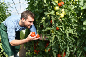 Agriculteur récoltant ses tomates sous serre